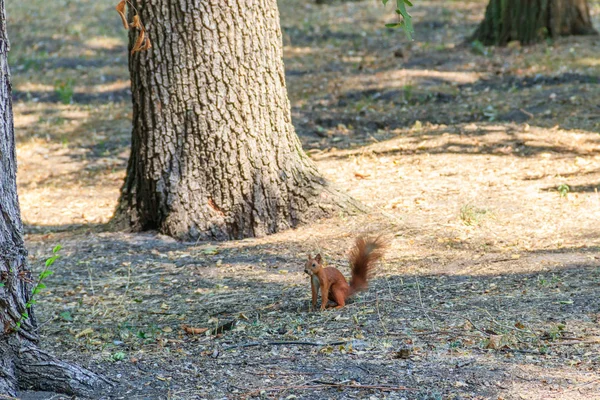 Scoiattolo rosso o scoiattolo rosso eurasiatico (Sciurus vulgaris) nel parco — Foto Stock