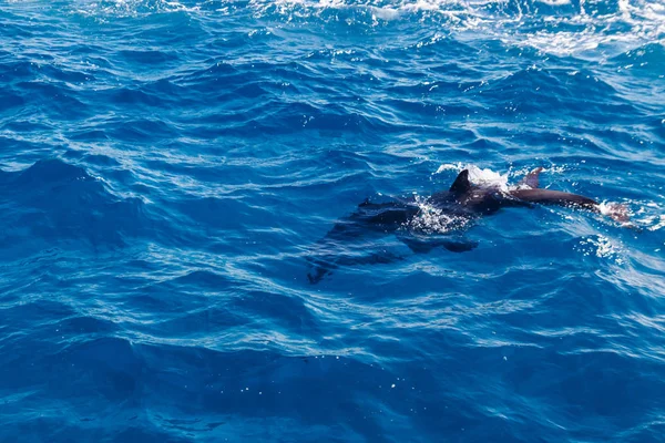 Golfinhos nadando no mar Vermelho — Fotografia de Stock