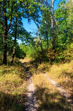 Yazın yeşil bir ormanda kırsal toprak yol