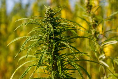 Tarlada yeşil kenevir (marihuana) bitkisi