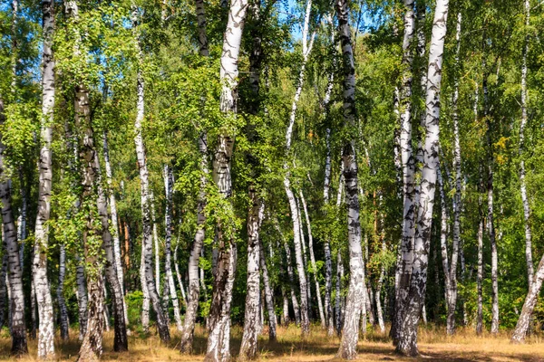 Mooie berken bomen in berken bos in de zomer — Stockfoto