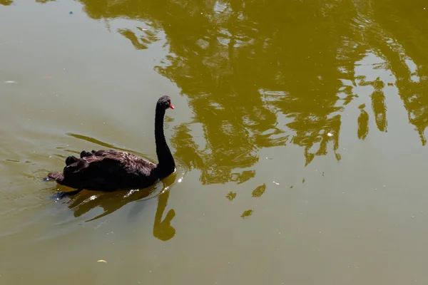 Cygne noir nageant à la surface du lac — Photo