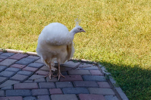 White peafowl or Indian peafowl (Pavo cristatus) — Stock Photo, Image