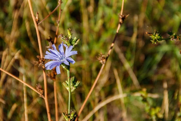 Λουλούδι μπλε κιχωρίου (Cichorium intybus) στο πράσινο λιβάδι — Φωτογραφία Αρχείου