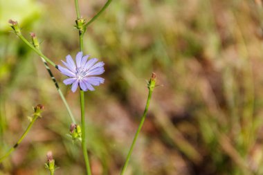 Mavi hindiba (Cichorium intybus) yeşil çayır çiçek