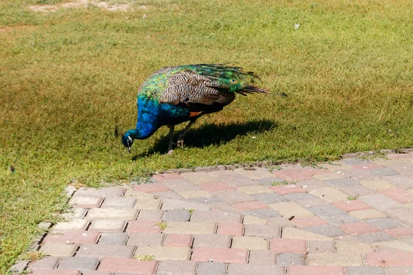 Indiai peafowl vagy kék peafowl (Pavo cristatus) — Stock Fotó