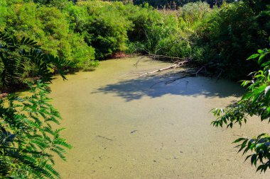 Bataklık yeşil ormanda ördek weed ile büyümüş