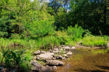 Yazın yeşil ormanda küçük bir nehir.