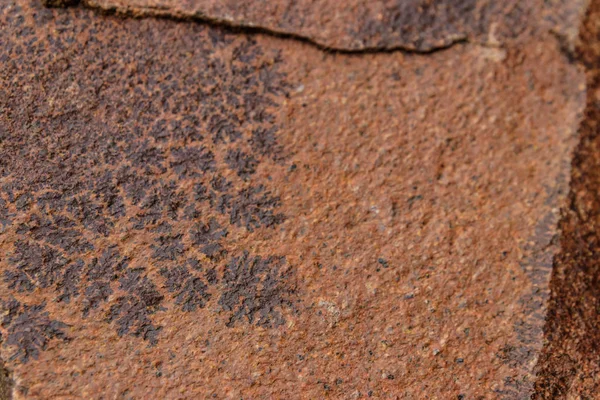Отпечаток папоротника на скале. Каменная текстура. Археологический фон — стоковое фото