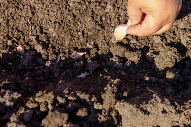 Çiftçinin el sarımsak sebze dikimi