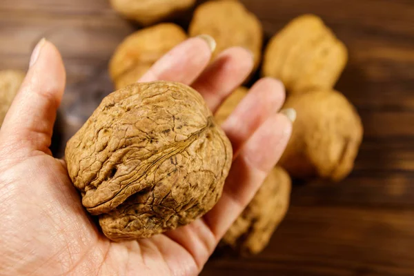 Giant walnut in female hand