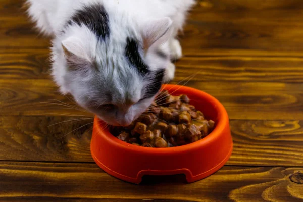 Милий кіт їсть свою їжу з апельсинової пластикової миски — стокове фото