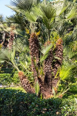 Park Trachycarpus fortunei (Chusan palm veya yel değirmeni palmiye)