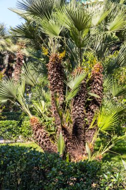 Trachycarpus fortunei (Chusan palm or windmill palm) in park clipart