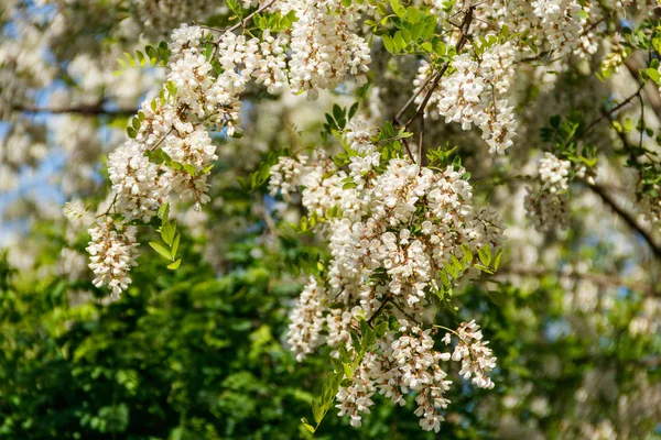 白いアカシアの花のクローズアップ (Robinia pseudoacacia)。アカシアの木 — ストック写真