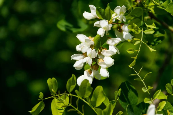 Белая акация (Robinia pseudoacacacia). Акация — стоковое фото