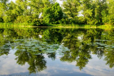 Yeşil Ormandaki Göl