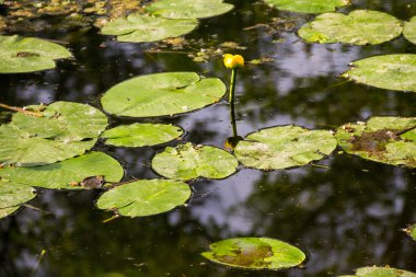 Sarı su çiçekler (Nuphar Lutea)