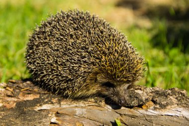 Genç dikenli kirpi kütüğün üzerinde