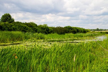 Su bitkileriyle kaplı bataklık nehri.