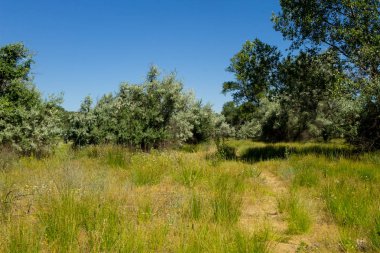 Yaz, yatay, yeşil ağaçlar, çayır ve mavi gökyüzü