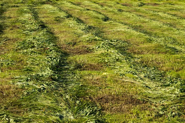 Taze mowed çayır saman satırlarla