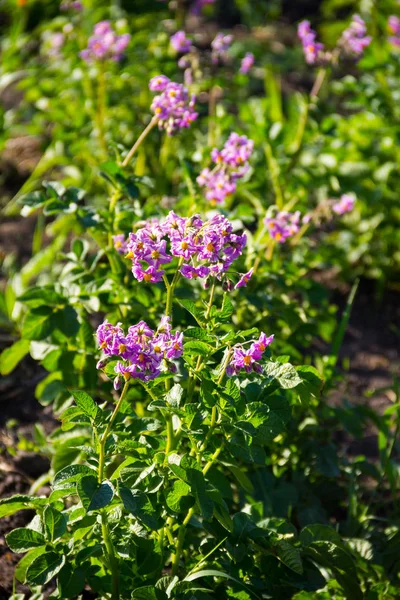 Patates çiçeği bahçe