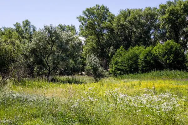 Yaz, yatay, yeşil ağaçlar, çayır ve mavi gökyüzü