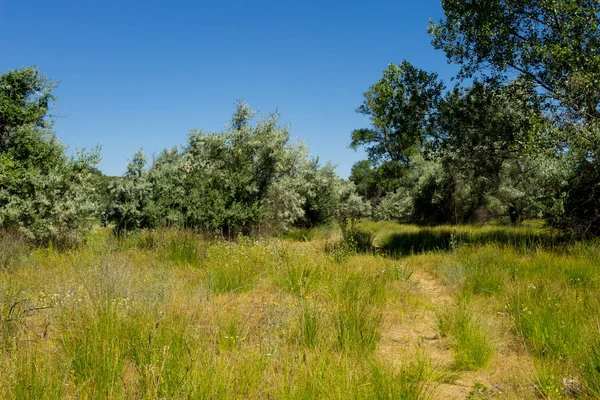 Yaz, yatay, yeşil ağaçlar, çayır ve mavi gökyüzü