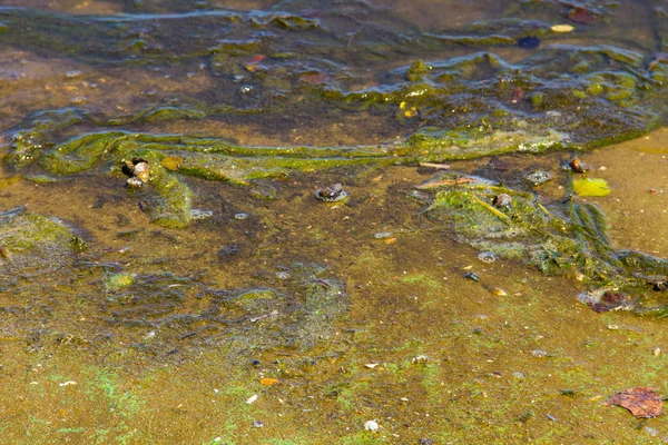 Algas verdes en el agua. Contaminación del agua. Problema ecológico —  Fotos de Stock