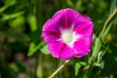 Pembe sabah zafer bahçe içinde