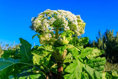 Sosnowsky 's Hogweed (Heracleum sosnowskyi) 