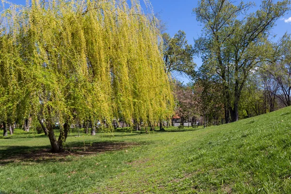 Weeping willow tree or Babylon willow (Salix Babylonica) in a park — Stock Photo, Image