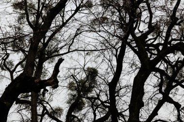 Kötü bulutlu havada ormandaki çıplak ağaçlar