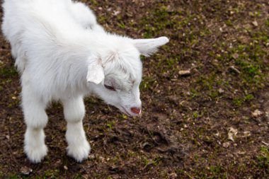 Yeni doğan keçi çiftlik avlusu. Bebek keçi portresi
