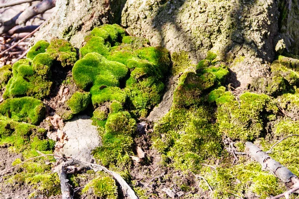 Groen mos op de boomstam — Stockfoto