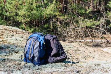 Çam ormanında Glade iki turist sırt çantaları