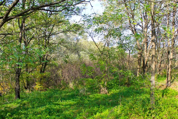 Bosque caducifolio en otoño —  Fotos de Stock