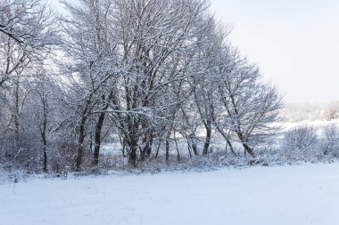 Karlı çayır ve karla kaplı ağaçlarla kışın kırsal alan