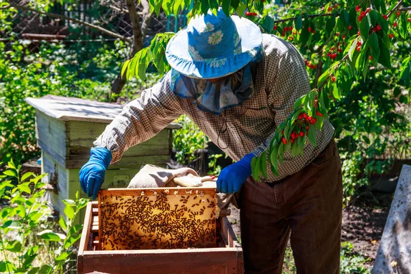 Beekeeper checking a beehive to ensure health of the bee colony or collecting honey. Beekeeper on apiary