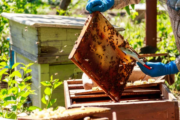 Beekeeper checking a beehive to ensure health of the bee colony or collecting honey. Beekeeper on apiary