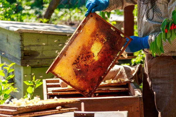 Apiculteur vérifiant une ruche pour assurer la santé de la colonie d'abeilles ou la collecte de miel. Apiculteur sur rucher — Photo