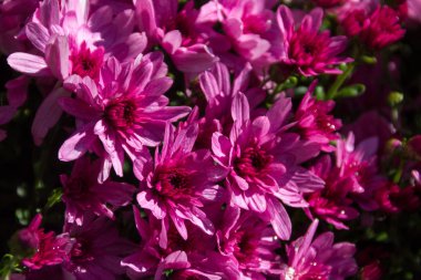 Bahçede flowerbed pembe krizsanthemums