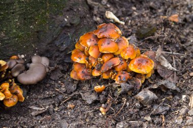 Ormandaki bir kütükte yetişen bal mantarı
