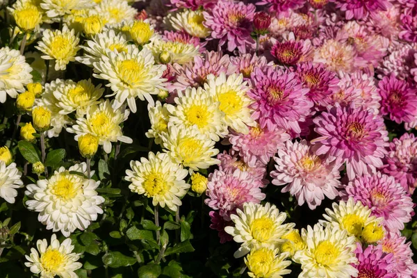 Beautiful chrysanthemums on flowerbed in the garden — Stock Photo, Image