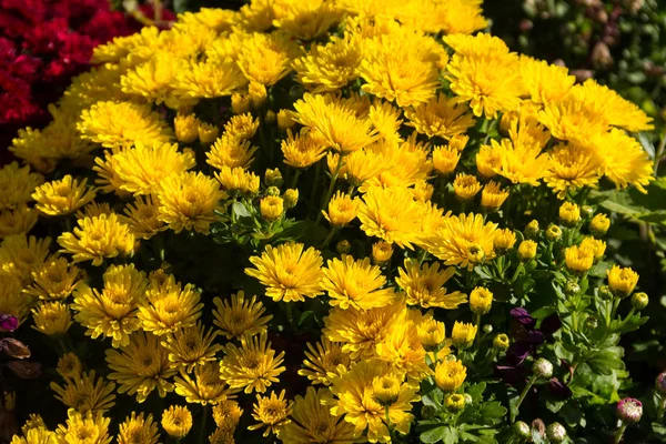 Yellow chrysanthemums on flowerbed in the garden — Stock Photo, Image