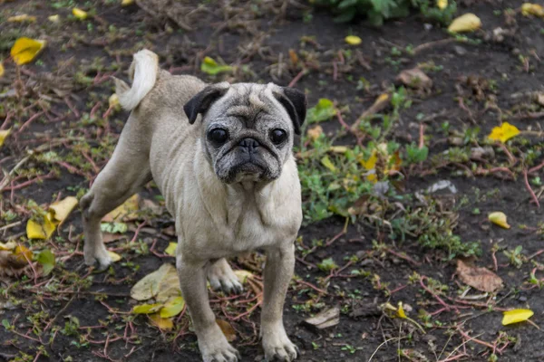 Ritratto di cane carlino in un parco — Foto Stock