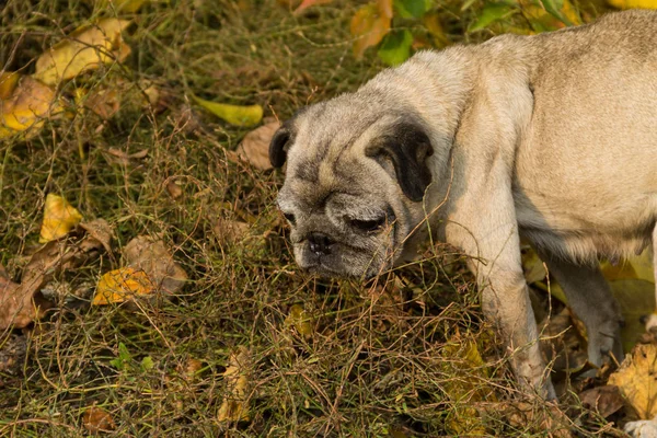 Ritratto di cane carlino in un parco — Foto Stock