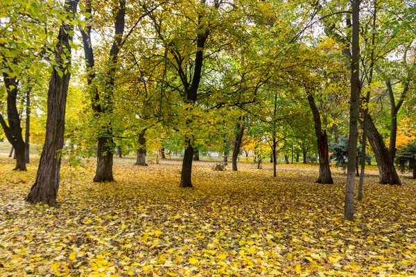 Autumn trees and leaves in city park — Stock Photo, Image