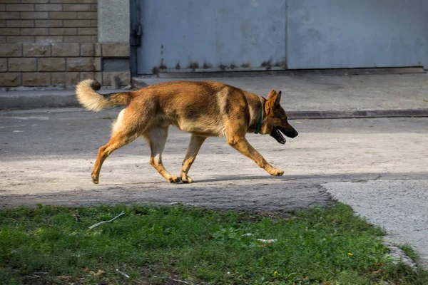 German shepherd walking in a city park — Stock Photo, Image